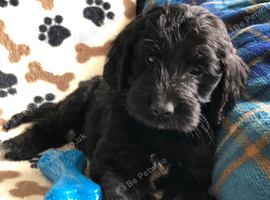 Exquisite cockapoo puppies from Health tested parents