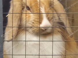 Male young rabbit