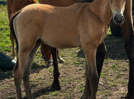 PBA Dun Colt foal