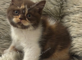 Stunning Gccf Registered British shorthair kittens