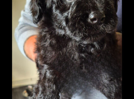 FRENCH BULLDOG X POODLE