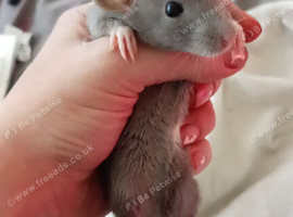 SILLYTAME DUMBO RATS HUGE EARS AND THEY GIGGLE AVAILABLE NOW!!! THEY GO QUICK