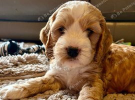 Doodles ( Cocker Spaniel crossed with Aussie Labradoodle