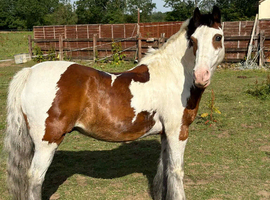 Lovely little gelding for kids to part loan