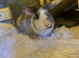 Male 1 year old rabbit