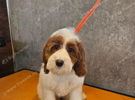 Irish Doodle Puppies Boys and Girls.