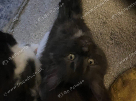 Maine Coon Black Smoke "Remus" Boy