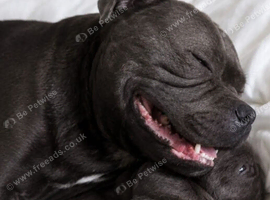 Beautiful KC bloodline champion staffy Puppies