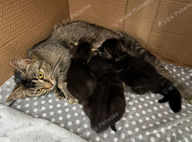 3 gorgeous 9 week old tabby kittens