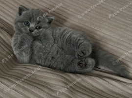 BEAUTIFUL LITTLE RUSSIAN BLUE KITTENS 9 WEEKS OLD