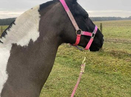 Rosie pony