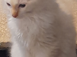 Flampoint  ragdoll