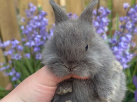 Mini lop baby&rsquo;s