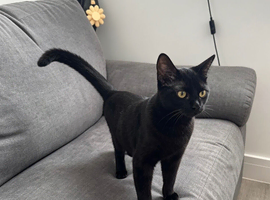 6 Months and 3 Weeks Old Kitten.