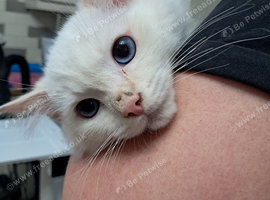 GCCF 1 Ragdoll kitten Reduced