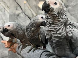 Handreared Friendly Super Tame Cuddly African Grey Parrot,1
