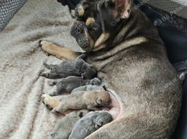 6 female French bulldogs