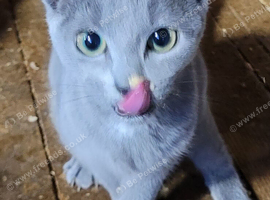 Russian Blue kitten girl for sale