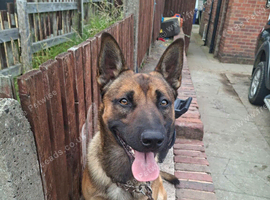 Puppies cross German shepherd Belgium shepherd
