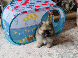 Kc Teddy Bear Pomeranians