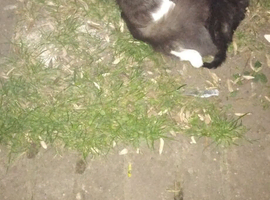 Beautiful kittens