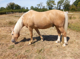 14.1hh palamino gelding
