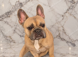 French bulldog