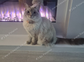Ragdoll kitten