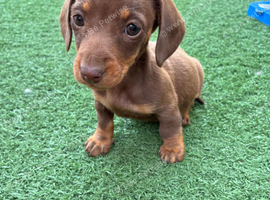 Miniature dachsund