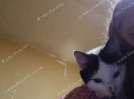 5 month male kitten