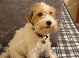 Registered Parson Terrier Bitch.