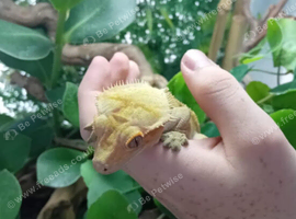 Male crested gecko