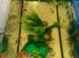 Guppy's for sale, needing a new home!!