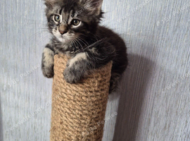 Beautiful Maine coon kittens