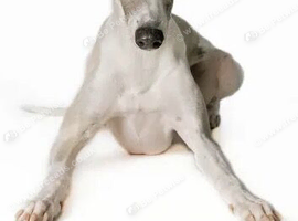 Wanted.. whippet for a good home