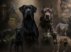 The best Puppiesin the UK