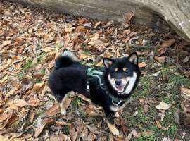 Black and Tan female