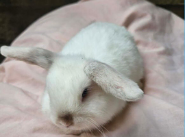 Mini lop girl choc point 10 weeks old