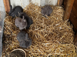 Mini Lion Lops ready to leave