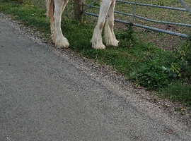 Cream yearly colt