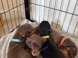 Beautiful miniature dachshund puppies