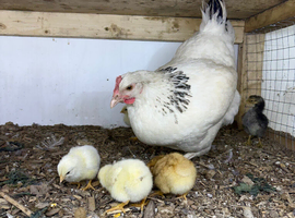 Light Sussex hen with 7chicks