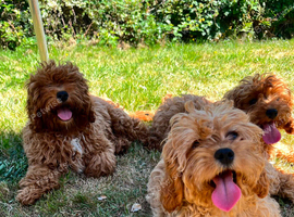F1 Beautiful cavapoo puppies