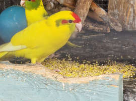4 kakariki chicks ready noe &pound;55 each