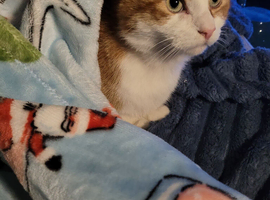 8 year old male ginger