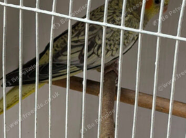 Cockatiels