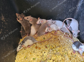 Male and female dumbo rats