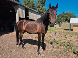Gelding for Part-Loan/Share - Experienced Rider Required