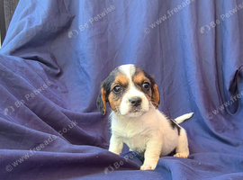 Beautiful Jack Russell Puppies Ready Now