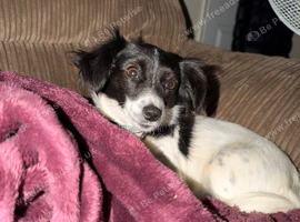 Female dog